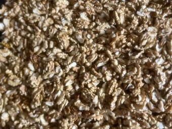 Letošní loupané vlašské ořechy 2025