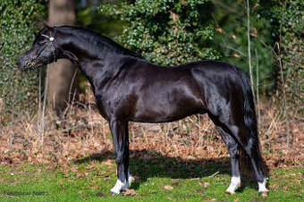 Práce s koňmi pro zkušené ošetřovatele - okr.Prachatice