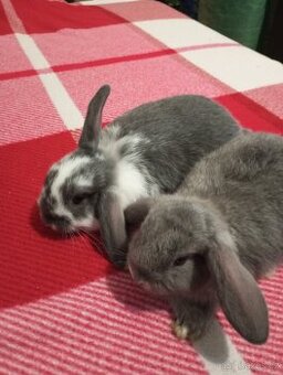 Zakrslý beránek králíček