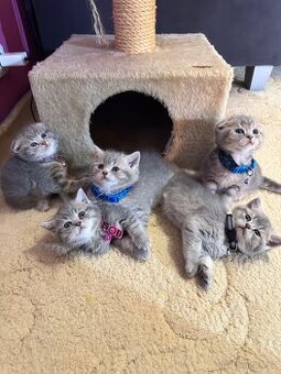 Britský koťátka