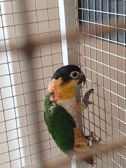 Amazonek černotemenný