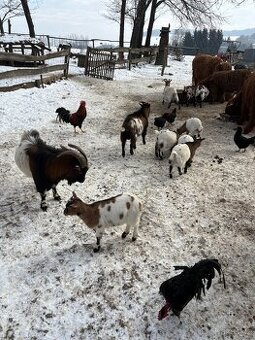 Prodám holandské kozičky a kozlíky - 1