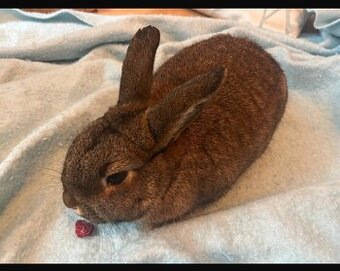 Zakrslý králíček