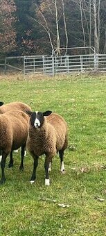 Koupím ovce jehňata berany celoročně