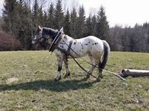 Slezský norik - prodej