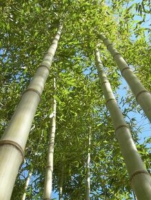 Obří bambusy