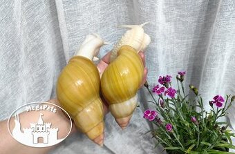Africký šnek / megapets.eu / Lissachatina fulica rodatzi
