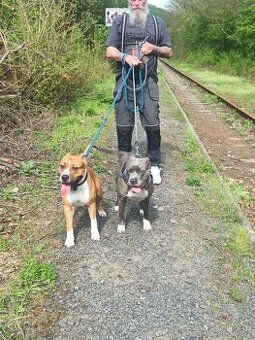 Je krytí amstaff - 1