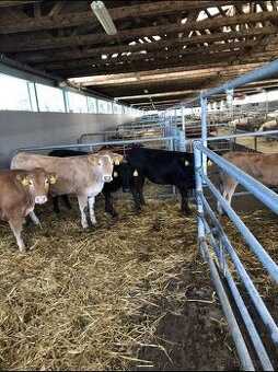 Jalovice aberdeen angus