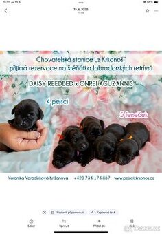 Labradorský retrívr -štěňata s PP- pracovní linie