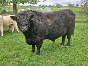 Rezervace Galloway býk