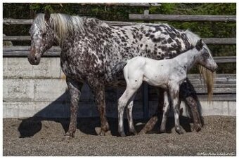Appaloosa s PP- letošní hřebeček "Oreo" na prodej