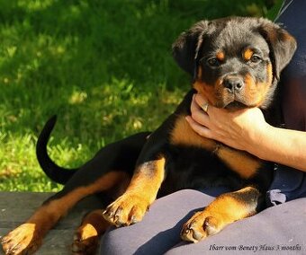 Rotvajler pejsek s PP, Rottweiler pejsek s PP
