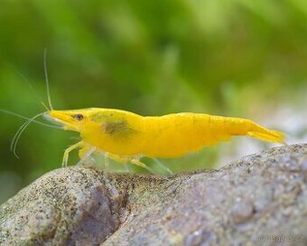Prodám Neocaridina Yellow Fire ktevety - selekce
