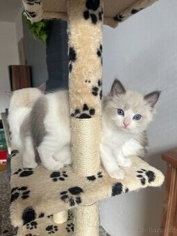 Ragdoll a03 - kocourek Gimmy s PP