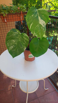 Monstera albo - č. 1