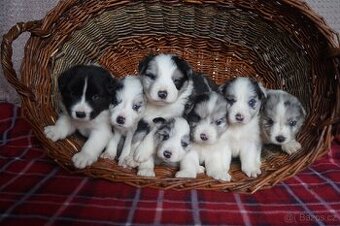 Border kolie