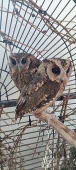 Výreček indický a jihoamerický