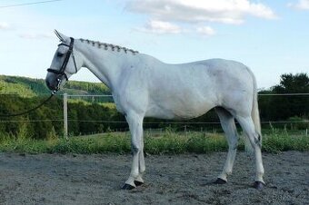 Reprezentativní hodná drezurně vedená klisna