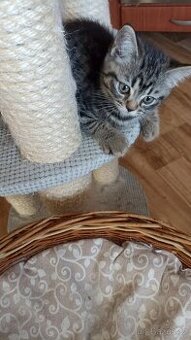 Britský whiskas kocourek s PP