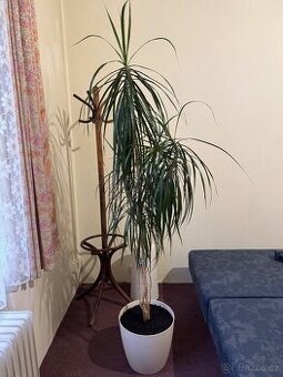 Květina Dracaena Marginata - Dračinec (Dracena)