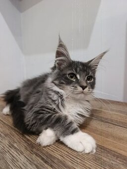 Mainská mývalí bez pp