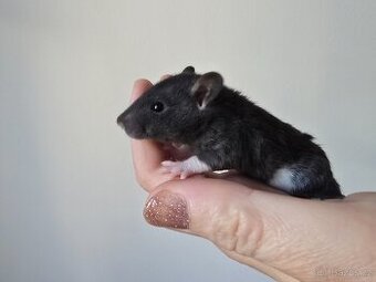 Potkan rex - 1 volna samicka