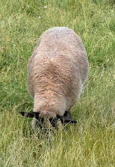 Jehňata křížence suffolk