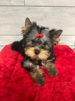 Jorkšírský teriér s PP FCI štěně fenka ihned k odběru