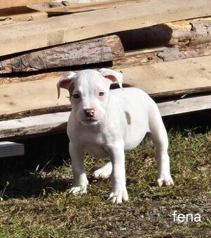 American bull standart