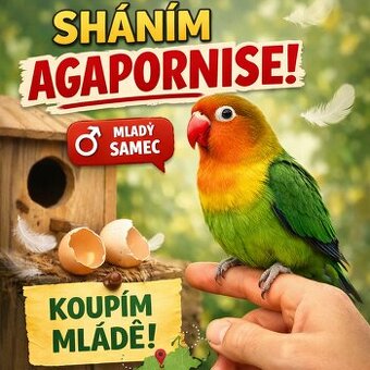 Koupím - Agapornis - mladý samec (dojedu kamkoliv)
