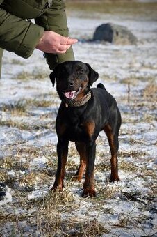 Jagteriér Andy hledá domov