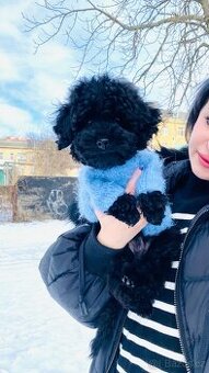 Černá perla, střední pudl PP FCI