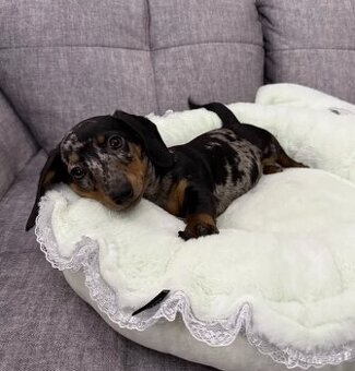 Jezevčík hladkosrstý trpasličí bez PP