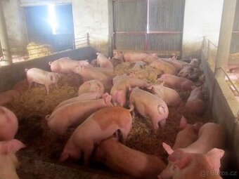 prase, živé prase, prase pro domácí zabíjačku