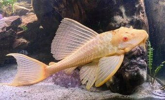 Gibbiceps L165 - čistič skla a dojídač zbytků na dně akvária