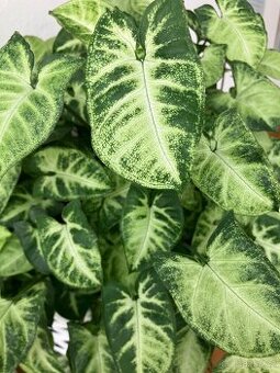 POKOJOVÁ ROSTLINA PIXIE