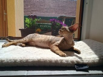 Kočička Devon rex s PP.