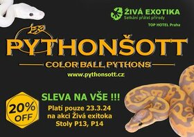 ŽIVÁ EXOTIKA 23.3.24 - Krajta královská (Python regius) - 1