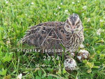 Násadová vajíčka křepelky japonské nosné
