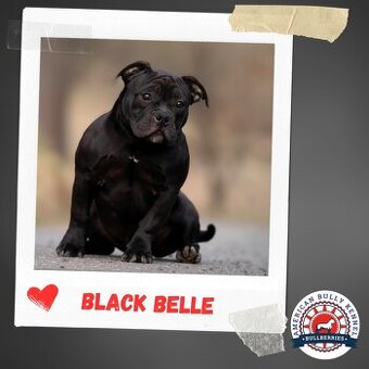 fenka American Bully Pocket 🐾