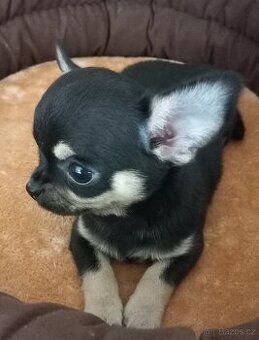 Čivava krátkosrstá a dlouhosrstá  pidi fenky