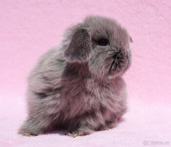 Mini beránek , kuní modrá samička s VP . - 1