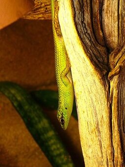Phelsuma, Lamprolepis - 1