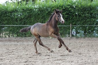 Letošní hřebec WPBR po Trojice Empor