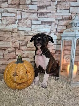 Americký stafordšírský terier s PP