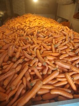 Krmná mrkev, Sušené řepné řízky - 1