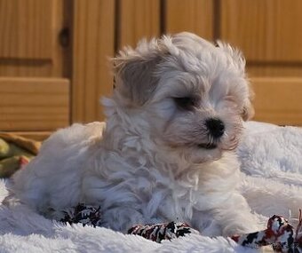 Maltipoo