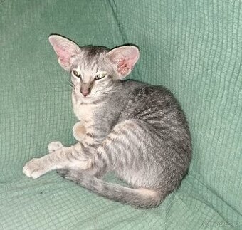 Orientální kočička s PP