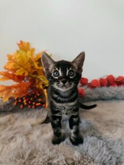 Bengálský Charcoal kocourek s PP - 1